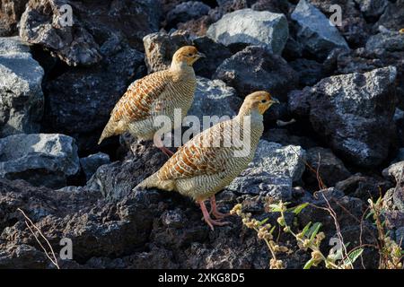 Francolin gris indien, francolin gris, perdrix gris (Francolinus pondicerianus), paire sur lave, USA, Hawaii, Mauna Lani, Big Island Banque D'Images