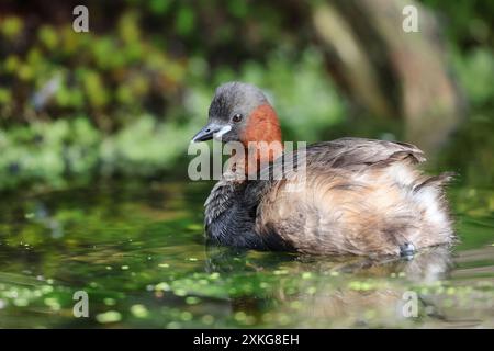 Petit grebe (Podiceps ruficollis, Tachybaptus ruficollis), baignade sur un étang, pays-Bas, Drenthe, Emmen Banque D'Images