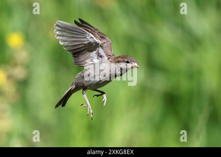 Moineau domestique (passer domesticus), juvénile en vol, Allemagne, Mecklembourg-Poméranie occidentale Banque D'Images