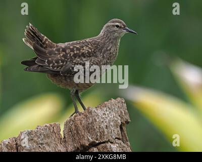 Tuamotu Sandpiper (Prosobonia parvirostris), assis sur un tronc d'arbre, Polynésie française Banque D'Images