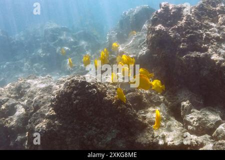 Tang jaune (Zebrasoma flavescens), Gelber Segelflossendoktor, USA, Hawaii, Big Island Banque D'Images