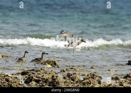 Grand pluvier australien en pierre, Beach Stone-Curlew, Beach épais-genou (Esacus magnirostris, Esaus magnirostris), sur la plage, Indonésie, mer de Banda, Ang Banque D'Images