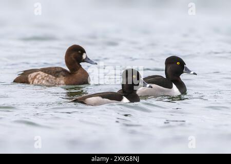 Canard à col annulaire (Aythya collaris), deux canards mâles à bec annulaire sur l'eau avec une femelle Greater Scaup, Aythya marila, Italie Banque D'Images