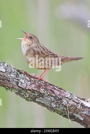 Paruline lancéolée (Locustella lanceolata), chantant mâle sur une branche, Japon, Hokkaido Banque D'Images