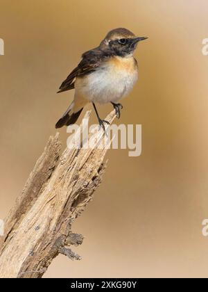 pied wheatear (Oenanthe pleschanka), jeune homme assis sur une souche d'arbre, Koweït, Al Abraq Banque D'Images