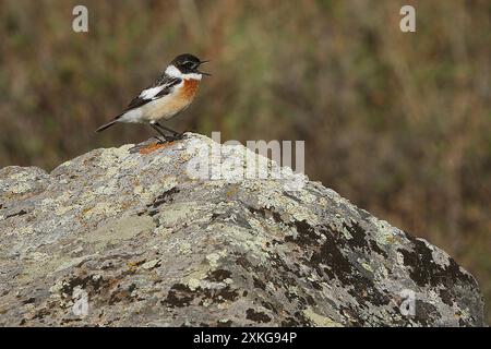 Hodgson's Bush chat, Hodgson's Bush chat, Hodgson's Stonechat, White-Throated Bush chat (Saxicola insignis), perchoirs mâles chantant d'un rocher lichened, Banque D'Images