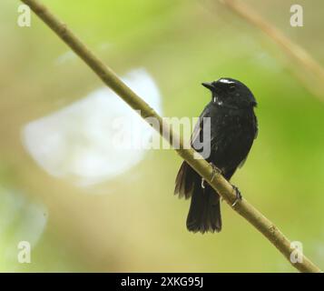 Damar Flycatcher, Damar Blue Flycatcher (Ficedula henrici), perché dans le sous-étage de la forêt pluviale de plaine sur l'île de Damar, Indonésie, île de Damar Banque D'Images