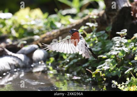 Bullfinch, bullfinch eurasien, bullfinch nord (Pyrrhula pyrrhula), débarquement mâle dans un ruisseau, Allemagne, Mecklembourg-Poméranie occidentale Banque D'Images