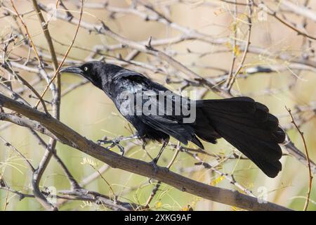 Grackle à grande queue, grackle mexicain (Quiscalus mexicanus), impressionnant mâle sur une branche, vue latérale, États-Unis, Arizona, lac Saguaro Banque D'Images