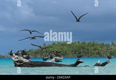 Noddy commun, Noddy brun (Anous stolidus), affluent sur une bûche dans l'eau au large de la côte, Polynésie française Banque D'Images