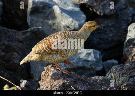 Francolin gris indien, francolin gris, perdrix gris (Francolinus pondicerianus), mâle sur lave, États-Unis, Hawaï, Mauna Lani, Big Island Banque D'Images