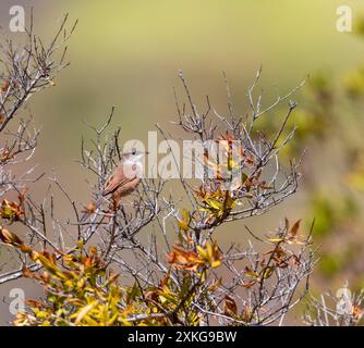 Paruline à lunettes (Sylvia conspicillata, Curruca conspicillata), juvénile assis sur un buisson, Madère Banque D'Images