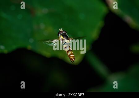 Gros plan sur un vol Hoverfly, un vol stationnaire robuste aux épaules jaunes et un arrière-plan flou dans la nature Banque D'Images
