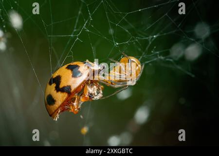 Une araignée commune (parasteatoda tepidariorum) avec sa proie, sa photo d'insecte et son fond noir. Banque D'Images