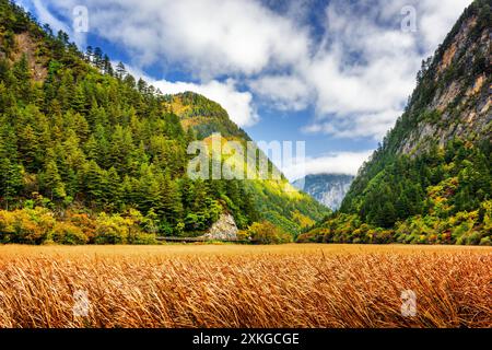 Champ d'automne parmi les bois d'automne dans les montagnes pittoresques Banque D'Images