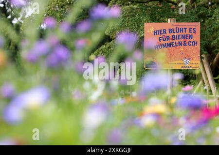 Ein Schild mit der Aufschrift : hier blueht blüht es fuer für Bienen, Hummeln & Co Netzwerk bluehende blühende Landschaft. Wildblumen bluehen blühen farbenfroh im Schlosspark vom Oberen Schloss in der Siegener Oberstadt. Sommer im Siegerland AM 23.07.2024 à Siegen/Deutschland. *** Un panneau avec l'inscription hier blüht blüht es für Bienen, Bummeln Co Netzwerk blühende blühende Landschaft Wildblumen blhen blühen blühen coloré dans le parc du château du Haut Château dans la ville haute de Siegen été à Siegerland le 23 07 2024 à Siegen Allemagne Banque D'Images