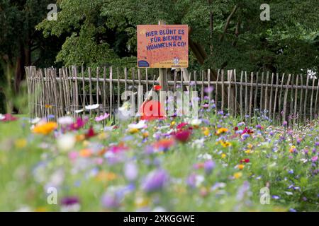 Ein Schild mit der Aufschrift : hier blueht blüht es fuer für Bienen, Hummeln & Co Netzwerk bluehende blühende Landschaft. Wildblumen bluehen blühen farbenfroh im Schlosspark vom Oberen Schloss in der Siegener Oberstadt. Sommer im Siegerland AM 23.07.2024 à Siegen/Deutschland. *** Un panneau avec l'inscription hier blüht blüht es für Bienen, Bummeln Co Netzwerk blühende blühende Landschaft Wildblumen blhen blühen blühen coloré dans le parc du château du Haut Château dans la ville haute de Siegen été à Siegerland le 23 07 2024 à Siegen Allemagne Banque D'Images