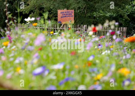 Ein Schild mit der Aufschrift : hier blueht blüht es fuer für Bienen, Hummeln & Co Netzwerk bluehende blühende Landschaft. Wildblumen bluehen blühen farbenfroh im Schlosspark vom Oberen Schloss in der Siegener Oberstadt. Sommer im Siegerland AM 23.07.2024 à Siegen/Deutschland. *** Un panneau avec l'inscription hier blüht blüht es für Bienen, Bummeln Co Netzwerk blühende blühende Landschaft Wildblumen blhen blühen blühen coloré dans le parc du château du Haut Château dans la ville haute de Siegen été à Siegerland le 23 07 2024 à Siegen Allemagne Banque D'Images