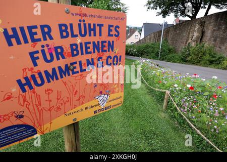 Ein Schild mit der Aufschrift : hier blueht blüht es fuer für Bienen, Hummeln & Co Netzwerk bluehende blühende Landschaft. Wildblumen bluehen blühen farbenfroh im Schlosspark vom Oberen Schloss in der Siegener Oberstadt. Sommer im Siegerland AM 23.07.2024 à Siegen/Deutschland. *** Un panneau avec l'inscription hier blüht blüht es für Bienen, Bummeln Co Netzwerk blühende blühende Landschaft Wildblumen blhen blühen blühen coloré dans le parc du château du Haut Château dans la ville haute de Siegen été à Siegerland le 23 07 2024 à Siegen Allemagne Banque D'Images