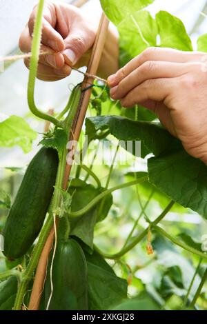 Gros plan des mains attachant une plante de concombre à un support en bois dans un jardin sous serre, favorisant une croissance saine et un jardinage vertical. Banque D'Images