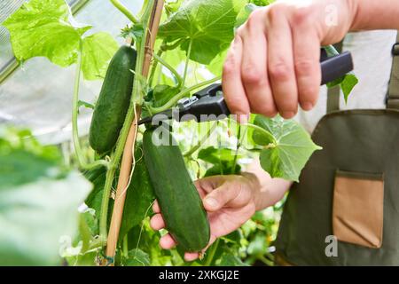 Gros plan d'un jardinier utilisant des cisailles d'élagage pour récolter des concombres mûrs dans une serre. Concept d'agriculture biologique et de jardinage à domicile. Banque D'Images