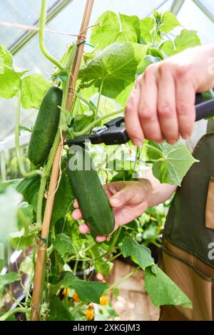 Jardinier récoltant soigneusement des concombres mûrs à partir de plantes dans une serre, mettant en valeur l'agriculture biologique et des produits sains. Banque D'Images