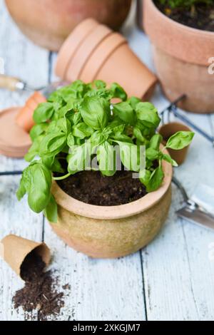 Une plante de basilic frais dans un pot en terre cuite entouré d'outils de jardinage et de terre dispersée sur une surface en bois. Banque D'Images