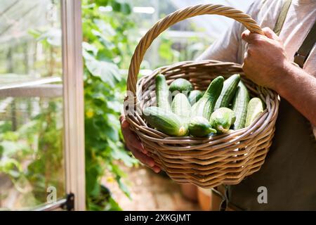 Homme tenant un panier en osier rempli de concombres fraîchement récoltés dans une serre. Concept de jardinage à domicile, agriculture biologique et produits frais. Banque D'Images