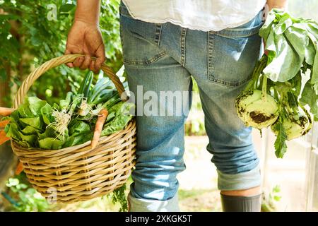 Jardinier en jeans tenant un panier de légumes-feuilles fraîchement récoltés et de carottes avec chou-rave dans un jardin. Banque D'Images