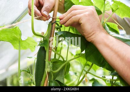 Gros plan des mains attachant des plants de concombre dans un jardin, fournissant un soutien vertical pour une croissance saine et abondante. Banque D'Images
