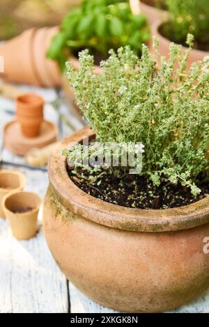 Gros plan d'une plante de thym florissante dans un pot en terre cuite entouré d'outils de jardinage et d'autres herbes sur une surface en bois. Banque D'Images