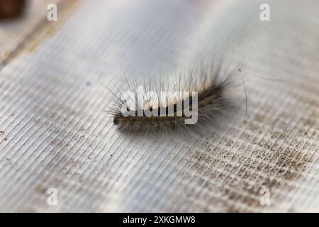 chenille moelleuse sur un fond de surface artificielle grise Banque D'Images