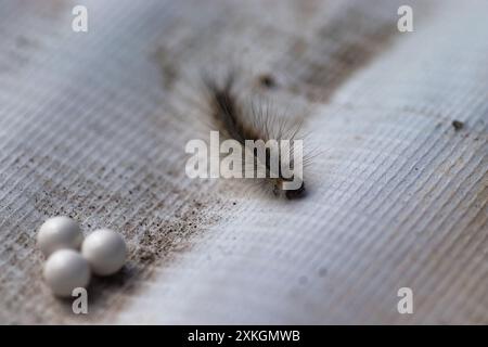 chenille moelleuse sur un fond de surface artificielle grise Banque D'Images