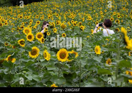 Taebaek, Corée du Sud. 23 juillet 2024. Une femme pose pour des photos au 20ème festival de tournesol de Taebaek à Taebaek-City, province de Gangwon-do, Corée du Sud, 23 juillet 2024. Le festival se déroule du 19 juillet au 15 août. Crédit : Jun Hyosang/Xinhua/Alamy Live News Banque D'Images