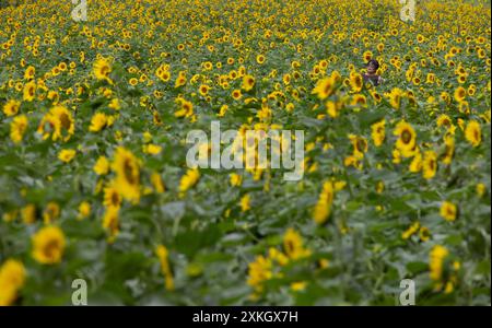 Taebaek, Corée du Sud. 23 juillet 2024. Une femme visite le 20ème festival de tournesol de Taebaek à Taebaek-ville, province de Gangwon-do, Corée du Sud, 23 juillet 2024. Le festival se déroule du 19 juillet au 15 août. Crédit : Jun Hyosang/Xinhua/Alamy Live News Banque D'Images