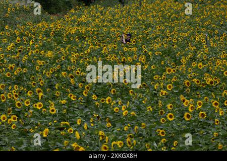 Taebaek, Corée du Sud. 23 juillet 2024. Un homme prend une photo au 20ème festival de tournesol de Taebaek à Taebaek-City, province de Gangwon-do, Corée du Sud, 23 juillet 2024. Le festival se déroule du 19 juillet au 15 août. Crédit : Jun Hyosang/Xinhua/Alamy Live News Banque D'Images