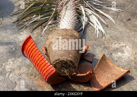 Madagascar Palm dans un pot est tombé avec un pot cassé sur le sol Banque D'Images