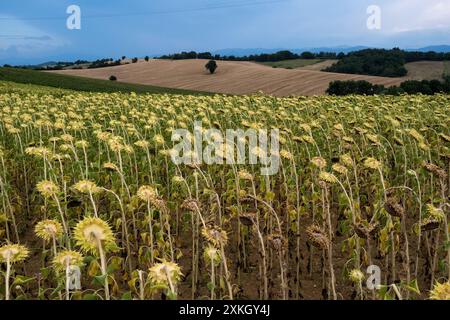 Champs agricoles, y compris tournesol, pendant une période de sécheresse et de canicule dans le département de l'Ariège dans la région Occitanie le 2 août Banque D'Images