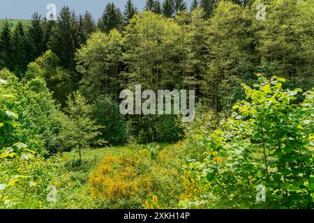 Paysages autour de Saulxures, commune du département du Bas-Rhin à Grand est dans le nord-est de la France Banque D'Images