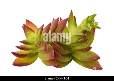 Plante de Crassula capitella isolée sur fond blanc Banque D'Images