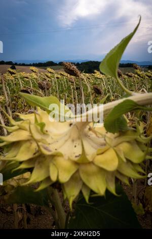 Champs agricoles, y compris tournesol, pendant une période de sécheresse et de canicule dans le département de l'Ariège dans la région Occitanie le 2 août Banque D'Images