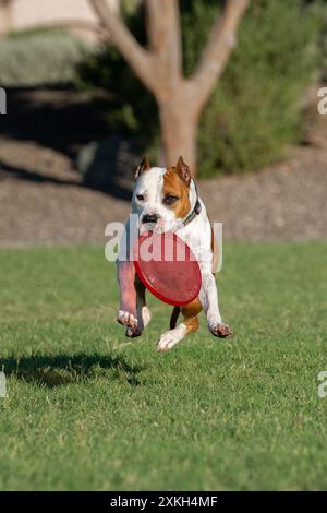 American Staffordshire terrier descendant d'un saut avec un disque rouge tout en jouant dans l'herbe Banque D'Images