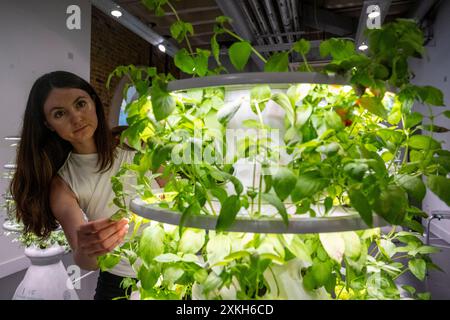 Londres, Royaume-Uni. 23 juillet 2024. Un membre du personnel de Square Mile Farms a tendance à boire du basilic citron dans une ferme dans un espace de bureau vacant près de la gare de Liverpool Street dans la City de Londres. La société apporte l'agriculture aux espaces de bureaux où les plantes sont cultivées des semis aux produits récoltables en utilisant simplement la culture hydroponique et l'eau oxygénée et l'éclairage LED pour la photosynthèse. Les produits peuvent être emportés par le personnel de bureau ou sont utilisés dans les repas d'entreprise et toute la philosophie est d'enseigner aux gens la durabilité d'une manière visible créative. Credit : Stephen Chung / Alamy Live News Banque D'Images