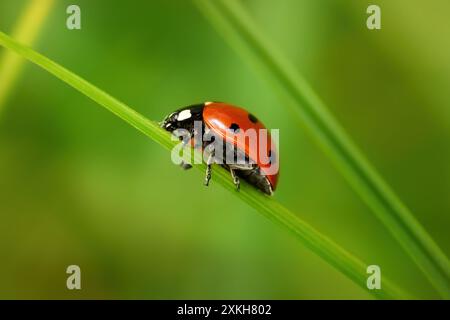 Coccinelle septempunctata (coccinella septempunctata) à sept taches sur un brin d'herbe en vue latérale basse Banque D'Images