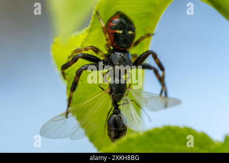 L'araignée Napoléon - Synema globosum, minuscule et belle araignée colorée des prairies européennes, République tchèque. Banque D'Images