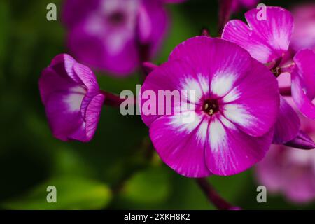 Fleurs de Phlox paniculata gros plan sur fond vert. Fleurs lumineuses d'été Banque D'Images