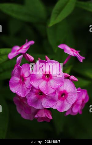 Fleurs de Phlox paniculata gros plan sur fond vert. Fleurs lumineuses d'été Banque D'Images