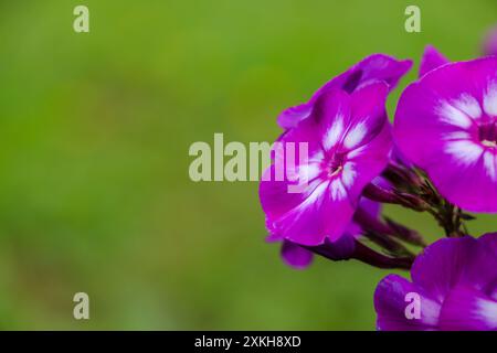 Fleurs de Phlox paniculata gros plan sur fond vert. Fleurs lumineuses d'été Banque D'Images