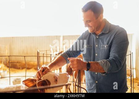 Un jeune homme souriant caresse un veau dans une étable. Un fermier riant en vêtements décontractés prend soin des animaux de compagnie à la ferme. Un ouvrier nourrit des vaches dans un Banque D'Images