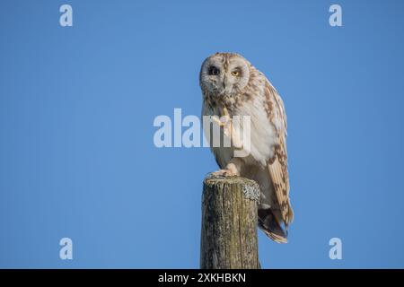 Jeune hibou à oreilles courtes, Yorkshire Dales Banque D'Images